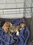 Neala (Ellie's Canine Rescue & Rehome) Carousel 3