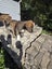 Neala (Ellie's Canine Rescue & Rehome) Carousel 4