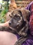 Jai (Ellie's Canine Rescue & Rehome) Carousel 3