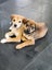 Bonnie (Ellie's Canine Rescue & Rehome) Carousel 9