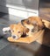 Bonnie (Ellie's Canine Rescue & Rehome) Carousel 10