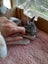 Brave Paws Cat Rescue - Kitten - LUCIE Carousel 4