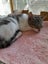 Brave Paws Cat Rescue - Kitten - LUCIE Carousel 8