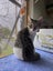Brave Paws Cat Rescue - Kitten - LUCIE Carousel 9