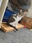 Brave Paws Cat Rescue - Kitten - LUCIE Carousel 6