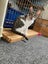 Brave Paws Cat Rescue - Kitten - LUCIE Carousel 7