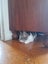 Brave Paws Cat Rescue - Kitten - LUCIE Carousel 3