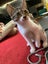 Brave Paws Cat Rescue - Kitten - LUCIE Carousel 1