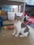 Brave Paws Cat Rescue - Kitten - LUCIE Carousel 5
