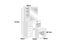 Dressing Table Carousel 5