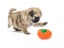 Pet Interactive Plush Squeaky Toy For Cats Fruit Bite Resistant Carousel 7