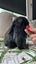 Mini lops babies Carousel 5