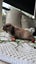 Mini lops babies Carousel 7