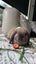 Mini lops babies Carousel 8
