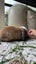 Mini lops babies Carousel 9