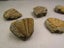 100% Natural Trilobite Tail Fossil Ancient fossils Teaching Specimens Collection Carousel 6