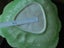 Early Crown Lynn & Vintage Carlton Ware Leafy Dish Collection Bulk Lot Carousel 7