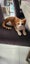 THE STREET CAT PROJECT - GOOSE - AVAILABLE FOR ADOPTION Carousel 3
