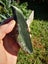 Pounamu greenstone quality carving Slab Golden flecks Carousel 7