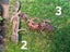 Leopard Geckos Carousel 1