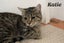 Cats Protection Canterbury - Kittens and Teens Carousel 5