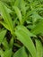 Renga renga x 10 5cm pots Arthropodium Matapouri Bay Carousel 2