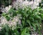 Renga renga x 10 5cm pots Arthropodium Matapouri Bay Carousel 3