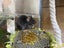 Gorgeous Fancy Pet Mice Carousel 6