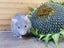 Gorgeous Fancy Pet Mice Carousel 5