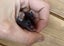 Gorgeous Fancy Pet Mice Carousel 8