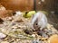 Gorgeous Fancy Pet Mice Carousel 3