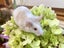 Gorgeous Fancy Pet Mice Carousel 10