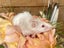 Gorgeous Fancy Pet Mice Carousel 13