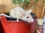 Gorgeous Fancy Pet Mice Carousel 11