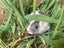 Gorgeous Fancy Pet Mice Carousel 12
