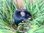 Gorgeous Fancy Pet Mice Carousel 14