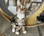 Kitty Kingdom - DALLAS Carousel 1