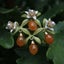 Brooch "Orange Blossom" Carousel 4