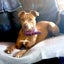 Saffi - Staffi X - BOI Animal Rescue Trust Carousel 4