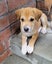Bonnie (Ellie's Canine Rescue & Rehome) Carousel 6