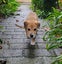 Bonnie (Ellie's Canine Rescue & Rehome) Carousel 11