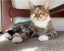 Beautiful Bichon 15 mths old - Cat Care Loburn Carousel 2
