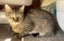 Bouvier 18 mths old - Cat Care Loburn Carousel 2