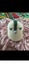 Helles Teeth Sugar Skull Teether and Handmade Crochet Bird Carousel 6