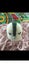 Helles Teeth Sugar Skull Teether and Handmade Crochet Bird Carousel 10