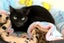 Cats Protection Canterbury - Lucy Carousel 3