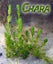 Chara.......great oxygen producer, fast growing. Carousel 1