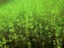 Chara.......great oxygen producer, fast growing. Carousel 3