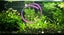 Chara.......great oxygen producer, fast growing. Carousel 4