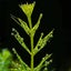 Chara.......great oxygen producer, fast growing. Carousel 7